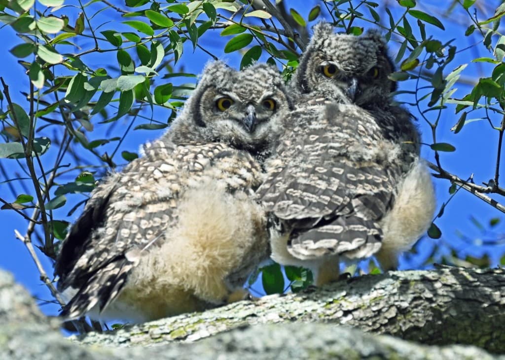 Meet our 2026 owlets