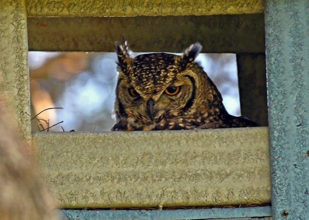 Owl Security Features