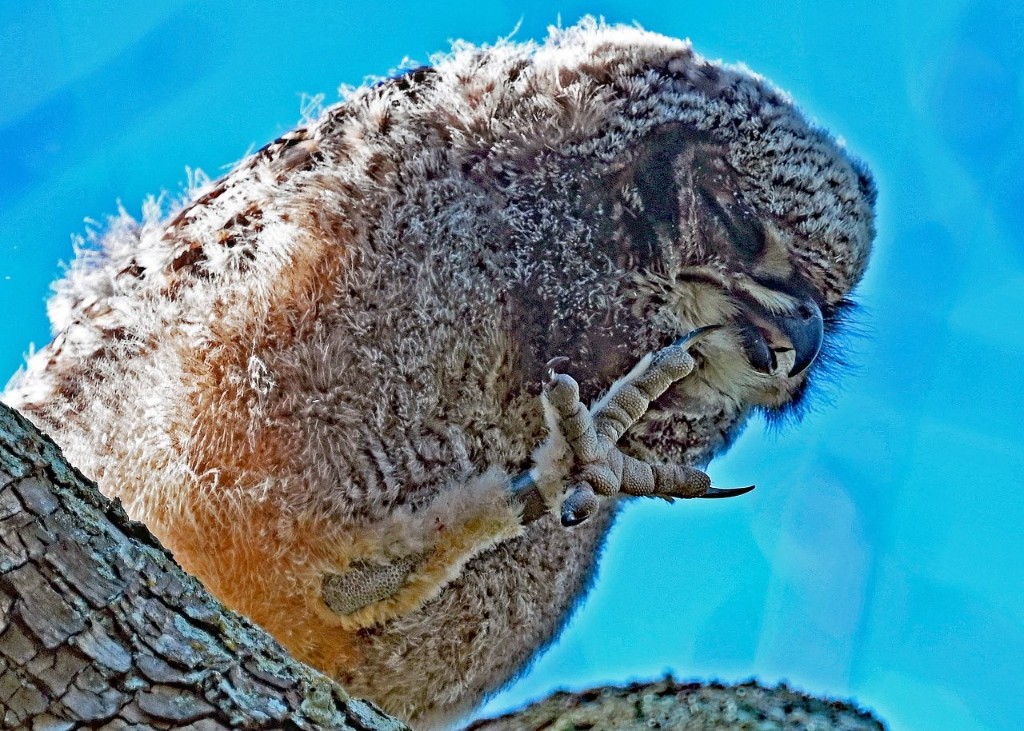 A 2026 owlet looking down at its raised foot