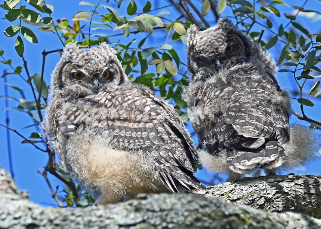 Two 2026 Spotted Eagle-Owl owlets perched together on a branch